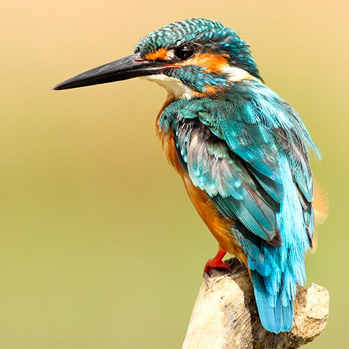 Kingfisher