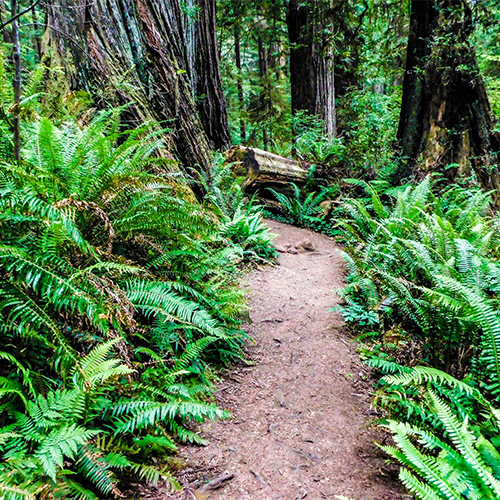 Trail-ferns