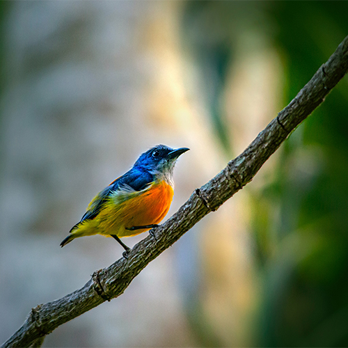 pretty-bird