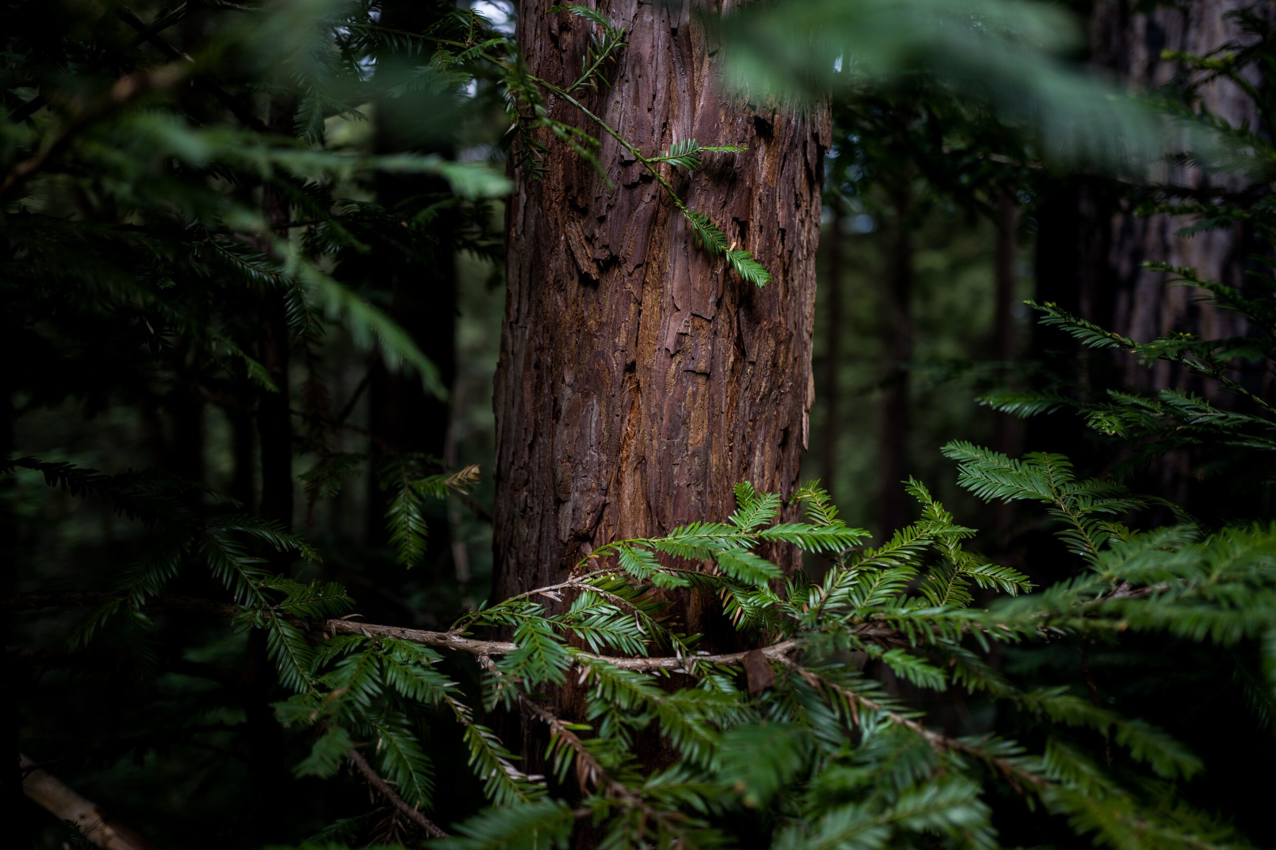 redwoods