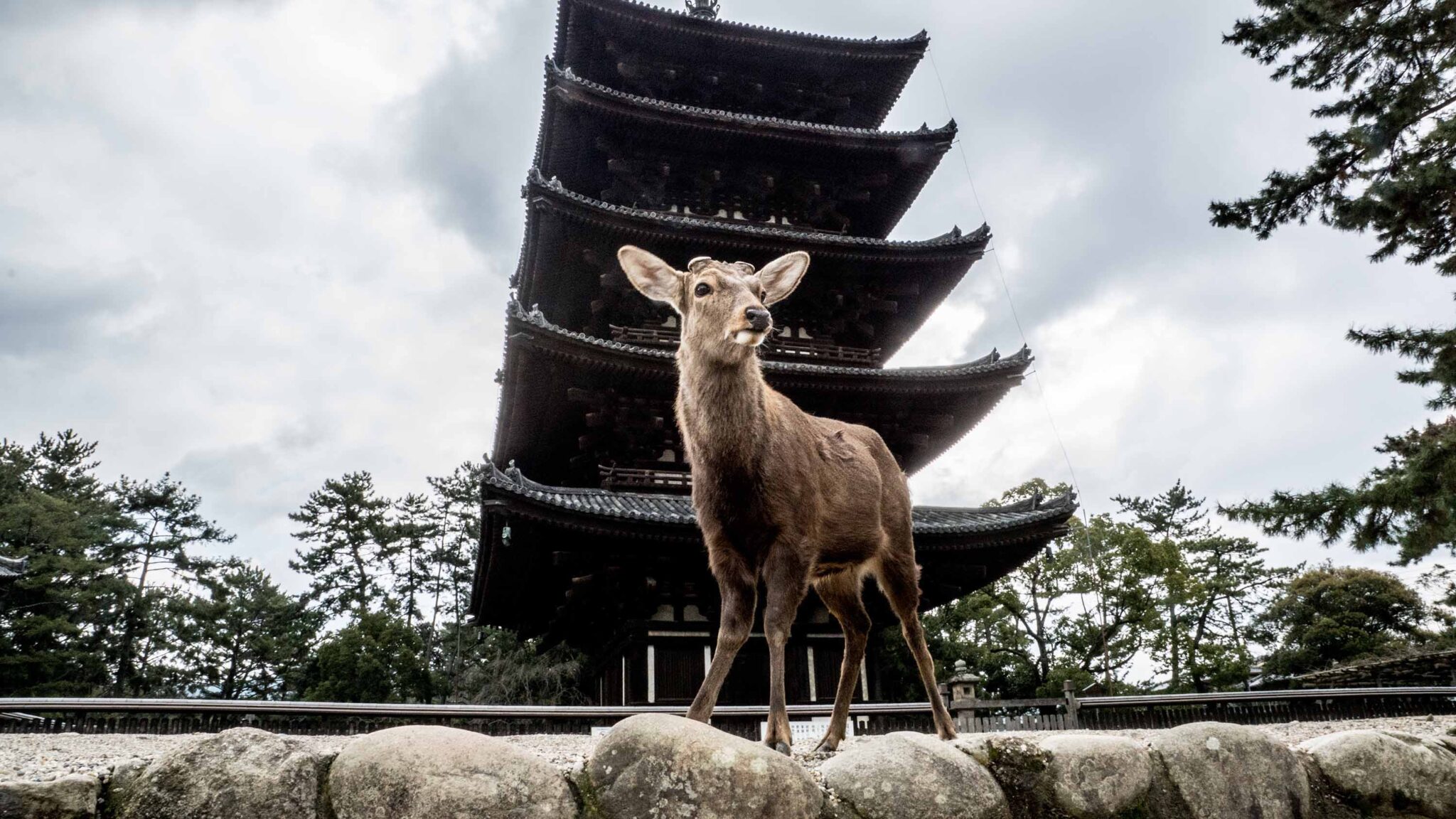 Nara Park