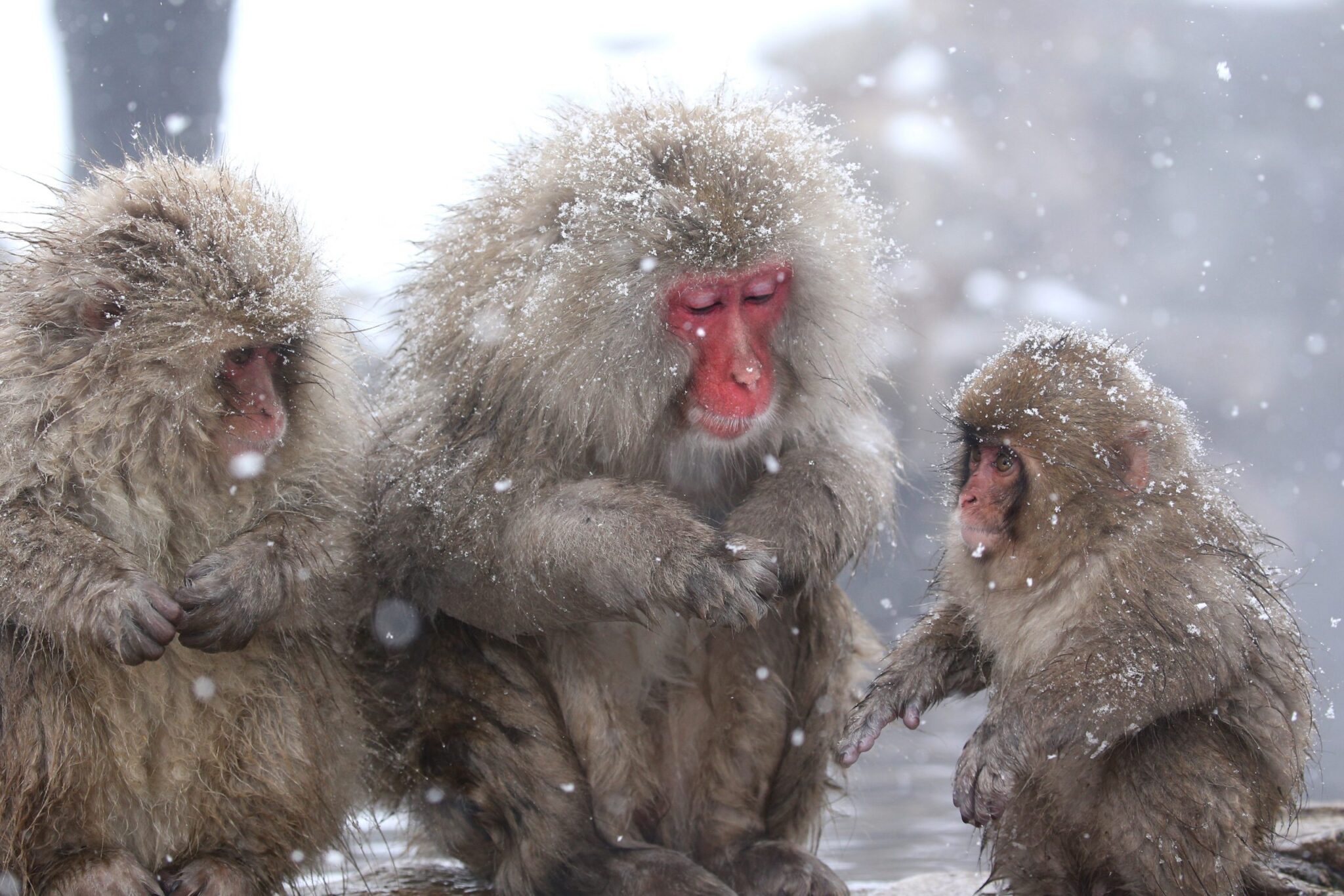 Snow-Monkeys-Nagano8-scaled