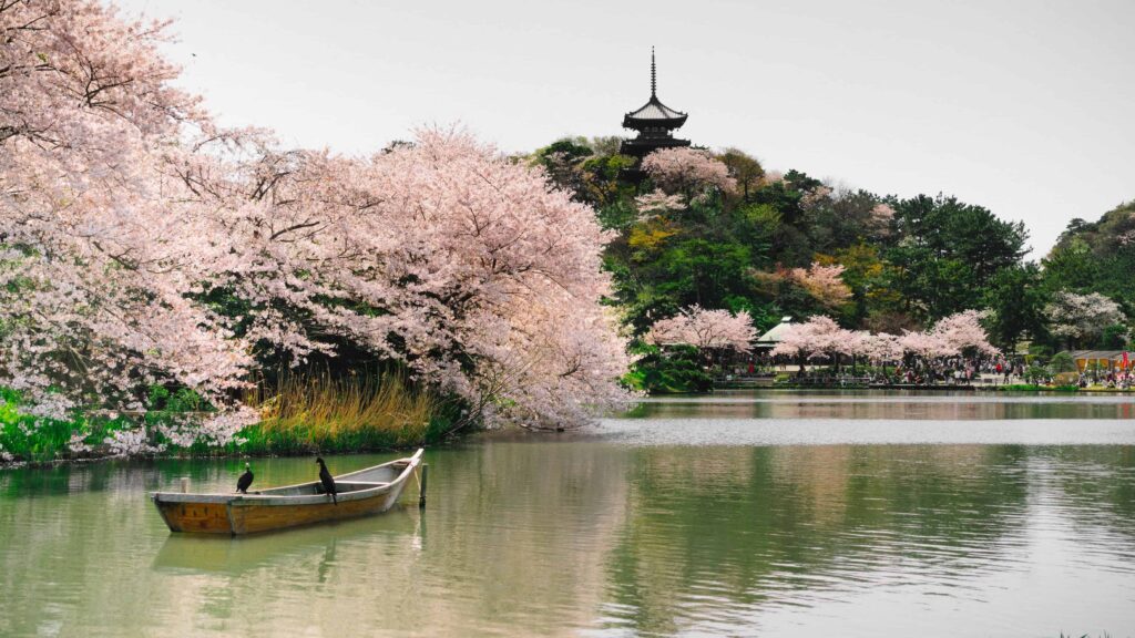 River with a small boat floating. Cherry blossoms adorn either side of the river.