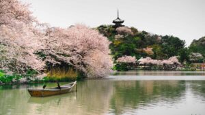 River with a small boat floating. Cherry blossoms adorn either side of the river.