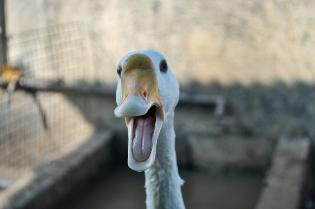 White Duck talking.