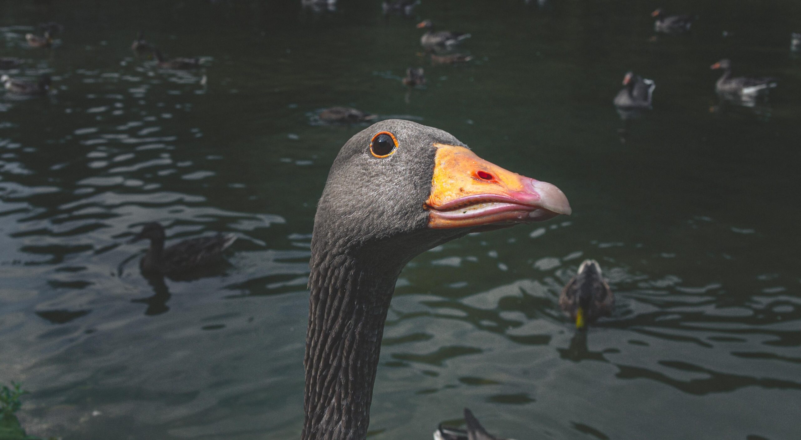 Black Duck starring intently at the camera with one eye.