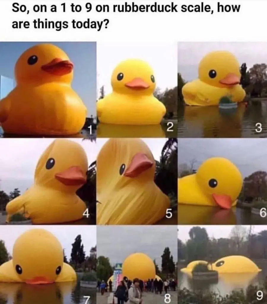 Ducks